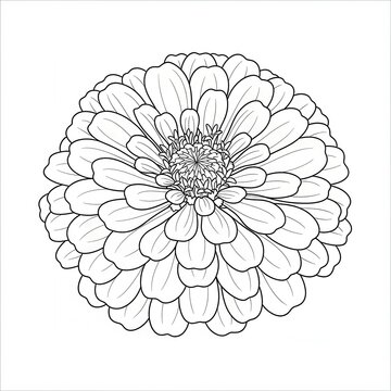 Detailed Black and White Line Drawing of a Zinnia Flower.