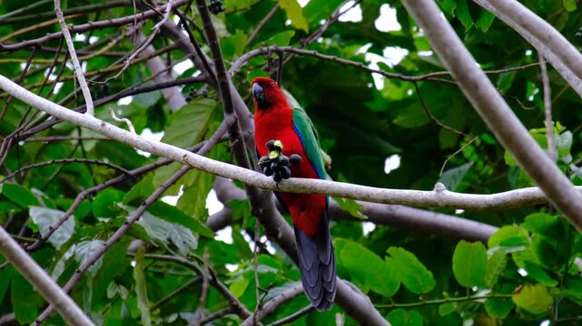 Colorful Crimson shining-parrot bird holding and eating seeds with claws in forest tree on Kadavu Island, Fiji, South Pacific