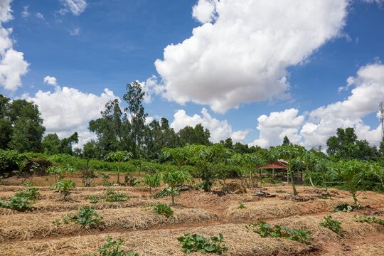 Young Trees Growing in a Rural Orchard under a Cloudy Blue Sky