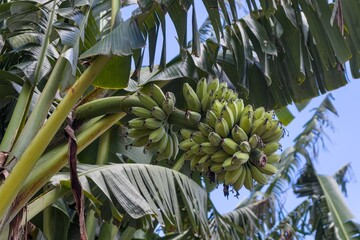 Bunch of Green Bananas Growing on a Banana Plant © ducsuu