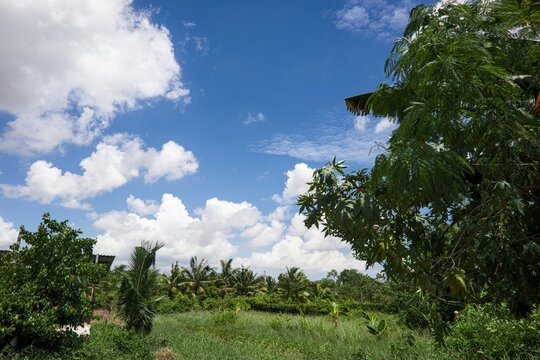 Blue Sky and White Clouds above Tropical Trees