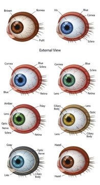 Detailed anatomical illustration of human eye variations.