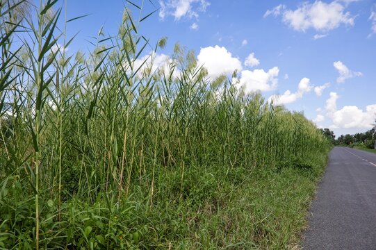 Tall Grass Seed Heads against a Blue Sky with Clouds