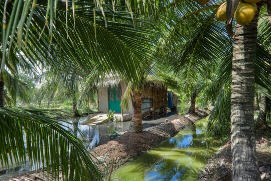 Rural House Surrounded by Coconut Trees and Tropical Greenery