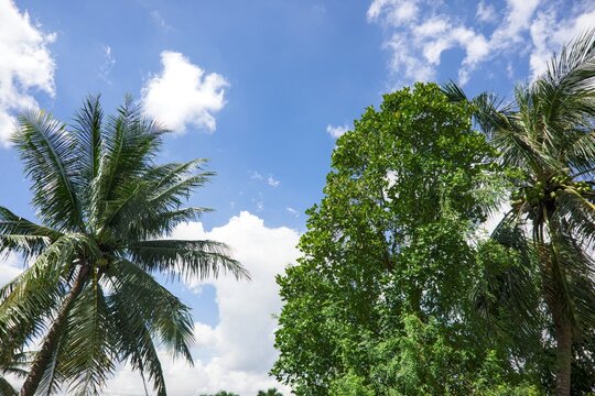 Green Tree Canopy and Palm Fronds against a Blue Sky