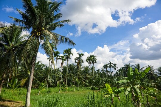 Coconut and Areca Palm Trees beneath a Blue Sky with White Clouds