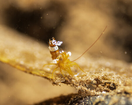 sexy shrimp, Thor amboinensis in Tufi fjords, Papua New Guinea