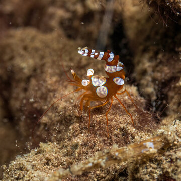 sexy shrimp, Thor amboinensis in Tufi fjords, Papua New Guinea