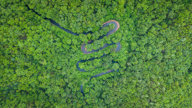 Aerial view of a zigzag road winding through a dense green forest with lush canopy and winding curves, India.
