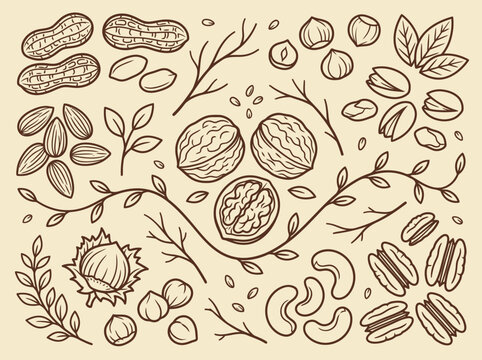 Hand-Drawn Nut Collection: Vintage Style Line Art Illustration of Walnuts, Peanuts, Almonds, Cashews, Hazelnuts, and Pecans with Botanical Elements
