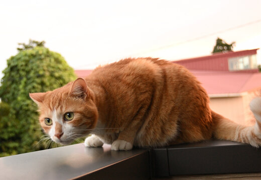 Ginger cat crouching low and staring intently on a balcony during golden hour.