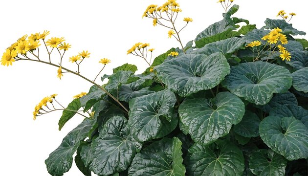 Beautiful yellow leopard plant flowers with large dark green leaves in a home garden setting