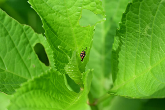 Harlequin bug on a green hydrangea leaf with natural insect damage holes