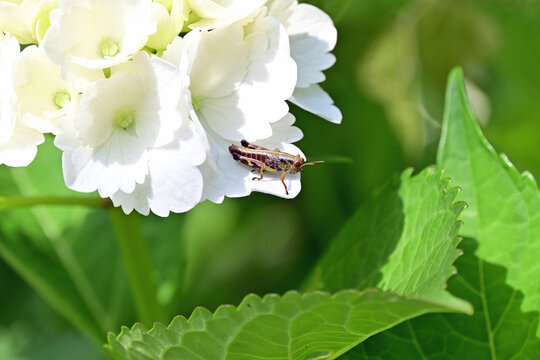 A grasshopper nymph on white hydrangea petals preparing to jump