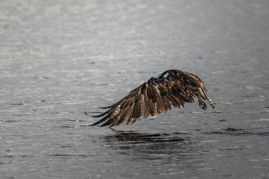 Wild osprey in flight and hunting over open water, showing natural fishing behavior, powerful wings, sharp talons and dynamic movement.