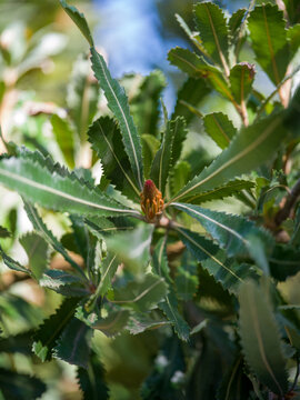 Developing Flower Cone of Banksia serrata (Saw Banksia) Among Serrated Leaves, Victoria, Australia