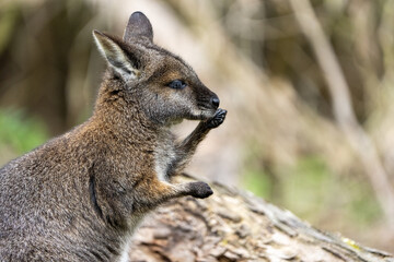 Swamp Wallaby (Wallabia bicolor) Grooming on Fallen Log, Close-up Portrait, Victoria, Australia © David