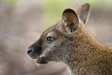 Swamp Wallaby Profile Head Portrait Showing Eye and Ear Detail, Australian Wildlife © David