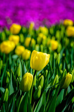 Aerial view of vibrant yellow tulips blooming in a field with purple flowers in the background in the Netherlands.