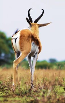 A Cute Springbok Calmly Grazing on Grass in the Wild