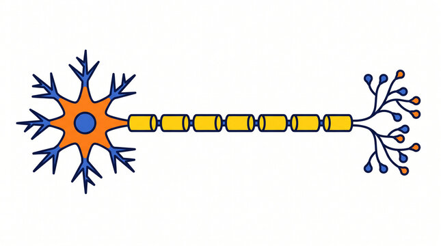 Brightly colored biological drawing of a nerve cell including the axon and dendrites