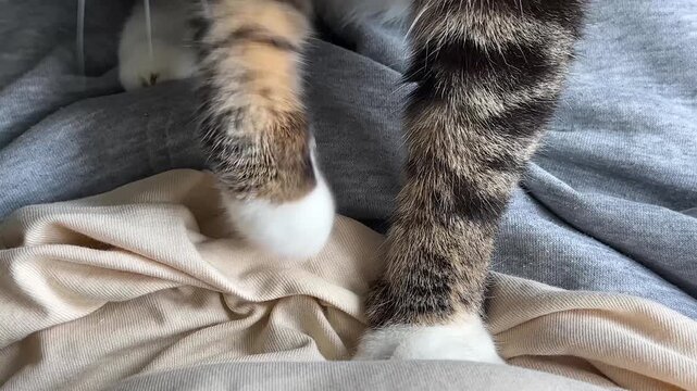 Domestic cat making kneading movements on knit clothes with paws while resting on owners lap at home, pet with white paws actively making biscuits, common feline behavior for comfort and relaxation.
