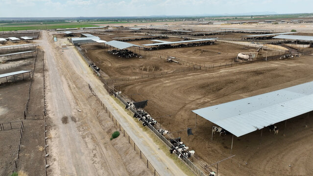 Aerial view of Las Cruces cattle feedlot with rows of covered pens and cattle in a rural landscape in Las Cruces, New Mexico, United States.
