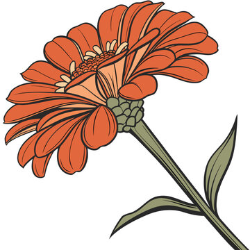 orange zinnia vector isolated on white background