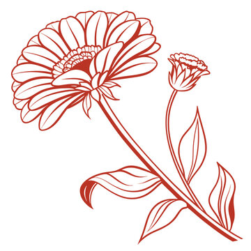 minimal vector of  zinnia orange flower