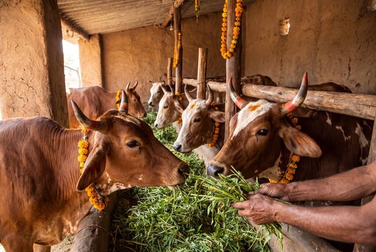 Cows eating fresh green fodder in a rustic gaushala shelter during Govardhan Puja with caring hands offering food for rural animal welfare themes
