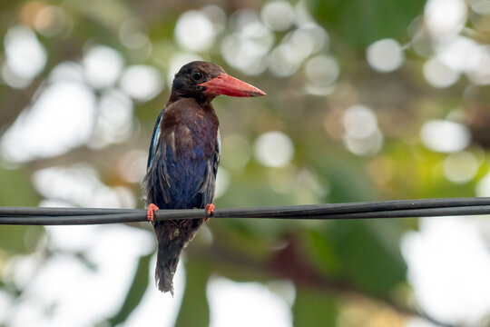 White-throated Kingfisher (Halcyon smyrnensis) Perched on Branch