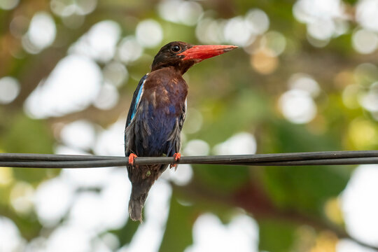 White-throated Kingfisher (Halcyon smyrnensis) Perched on Branch