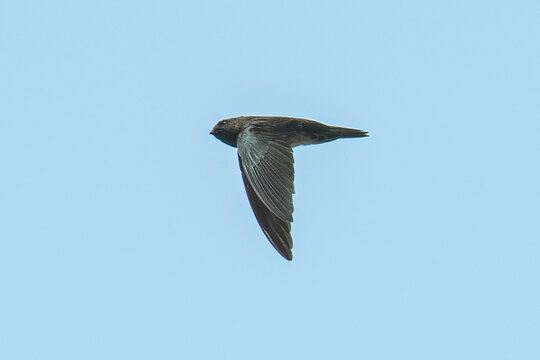 House Swift (Apus nipalensis) Flying in Clear Blue Sky