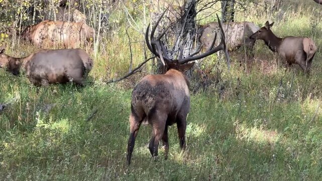 Bull elk with his harem, Colorado