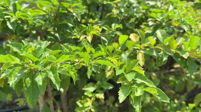 green leaves background