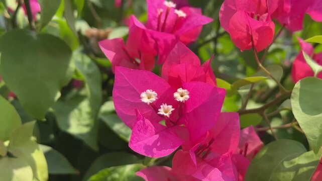 pink and white flower