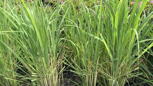 green grass background