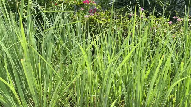 green grass in the wind