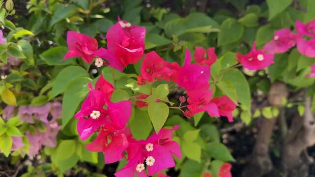 pink flowers in the garden