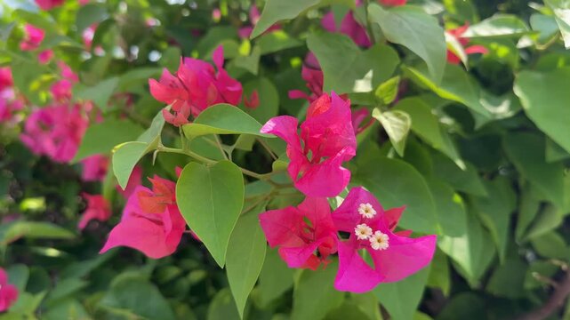 pink flowers