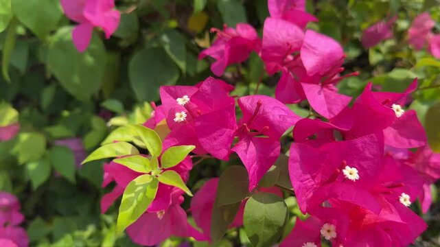 pink rose bush