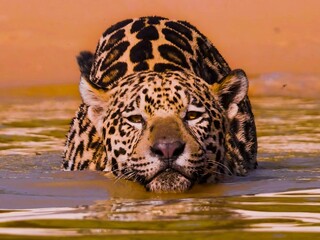 felino jaguar, leopardo © JoseLuis