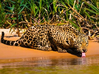 felino jaguar, leopardo © JoseLuis