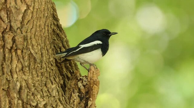 Wild Oriental Magpie Robin Bird Clinging to Rough Tree Trunk Against Beautiful Green Bokeh Background
