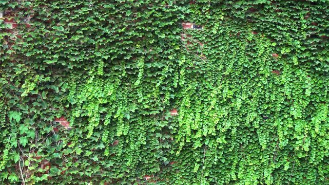The wall is overgrown with vines, serving as a green plant wall background.