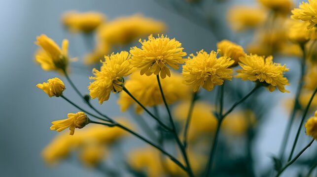 A cluster of bright yellow flowers with delicate petals and slender stems against a soft blurred background