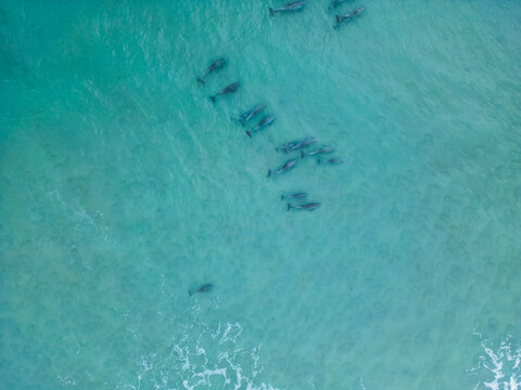 Aerial view of a pod of dolphins swimming in the clear turquoise waters of the Atlantic Ocean at Topsail Beach, North Carolina, United States.