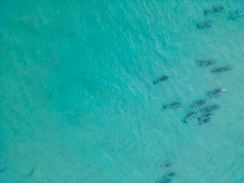 Aerial view of a pod of dolphins swimming in the clear turquoise waters off the coast of Topsail Beach, North Carolina, United States.