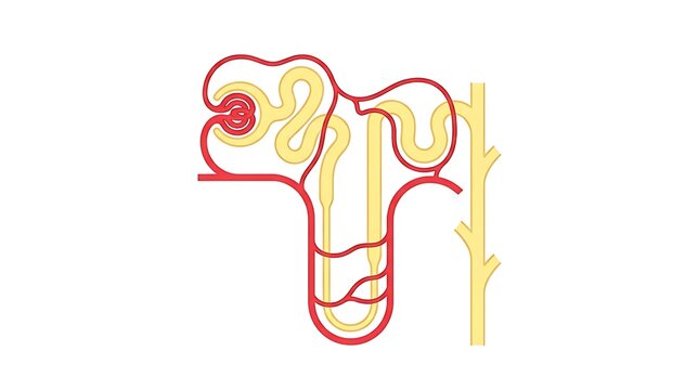 Educational vector diagram of a kidney nephron showing the glomerulus, Bowman's capsule, and tubules