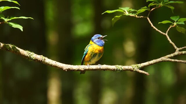 Close-up of colorful birds on branches, blue-capped birds roosting and singing in the forest